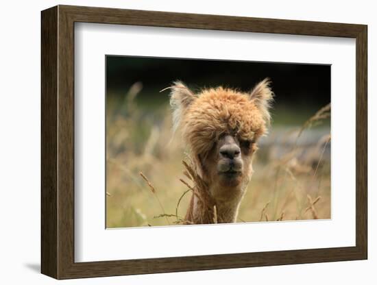 Alpaca Lama-erikgessinger-Framed Photographic Print