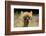 Alpaca Lama-erikgessinger-Framed Photographic Print