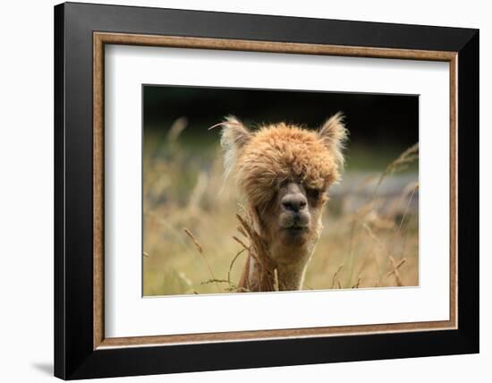 Alpaca Lama-erikgessinger-Framed Photographic Print