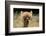 Alpaca Lama-erikgessinger-Framed Photographic Print