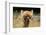 Alpaca Lama-erikgessinger-Framed Photographic Print