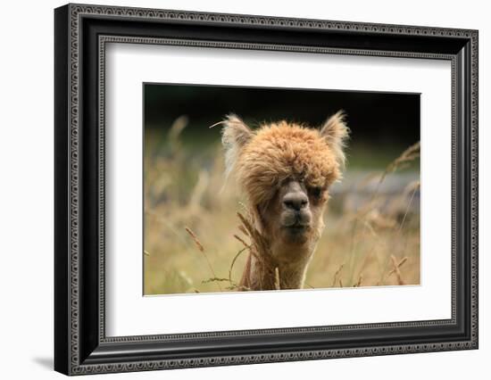 Alpaca Lama-erikgessinger-Framed Photographic Print