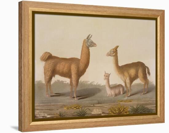 Alpaca (Left) and Vicuna (Right) Llamas, from 'Le Costume Ancien Et Moderne', Volume Ii, Plate 12,-Vittorio Raineri-Framed Premier Image Canvas