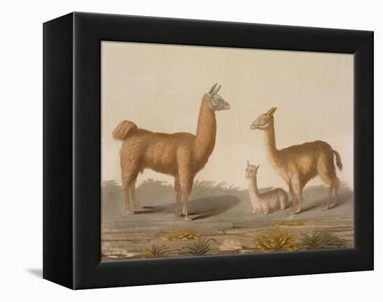 Alpaca (Left) and Vicuna (Right) Llamas, from 'Le Costume Ancien Et Moderne', Volume Ii, Plate 12,-Vittorio Raineri-Framed Premier Image Canvas