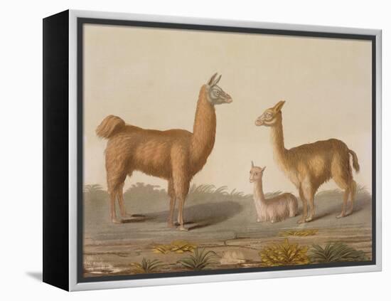 Alpaca (Left) and Vicuna (Right) Llamas, from 'Le Costume Ancien Et Moderne', Volume Ii, Plate 12,-Vittorio Raineri-Framed Premier Image Canvas