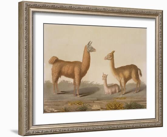 Alpaca (Left) and Vicuna (Right) Llamas, from 'Le Costume Ancien Et Moderne', Volume Ii, Plate 12,-Vittorio Raineri-Framed Giclee Print