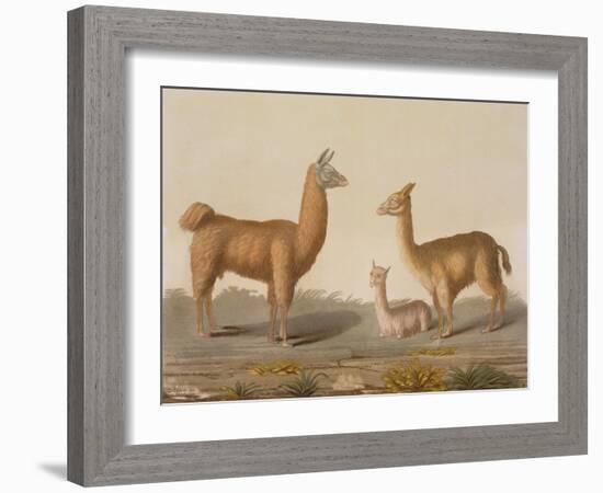 Alpaca (Left) and Vicuna (Right) Llamas, from 'Le Costume Ancien Et Moderne', Volume Ii, Plate 12,-Vittorio Raineri-Framed Giclee Print