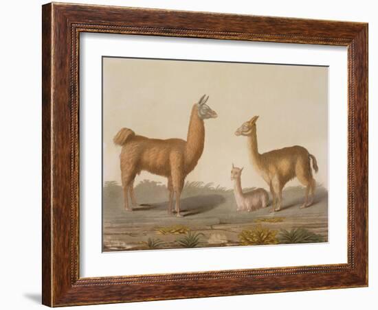 Alpaca (Left) and Vicuna (Right) Llamas, from 'Le Costume Ancien Et Moderne', Volume Ii, Plate 12,-Vittorio Raineri-Framed Giclee Print