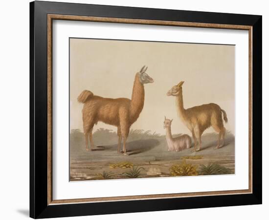 Alpaca (Left) and Vicuna (Right) Llamas, from 'Le Costume Ancien Et Moderne', Volume Ii, Plate 12,-Vittorio Raineri-Framed Giclee Print