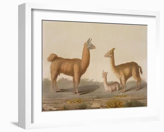 Alpaca (Left) and Vicuna (Right) Llamas, from 'Le Costume Ancien Et Moderne', Volume Ii, Plate 12,-Vittorio Raineri-Framed Giclee Print