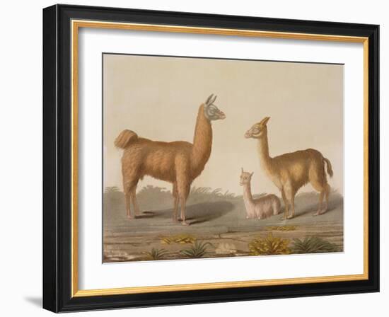 Alpaca (Left) and Vicuna (Right) Llamas, from 'Le Costume Ancien Et Moderne', Volume Ii, Plate 12,-Vittorio Raineri-Framed Giclee Print
