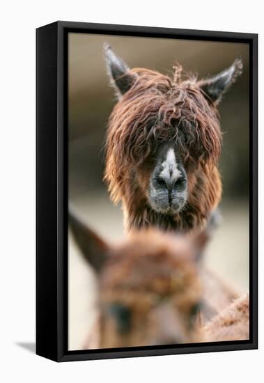 Alpaca, Llama Guanacoe F. Glama, Portrait, Series, Wildlife-Ronald Wittek-Framed Premier Image Canvas