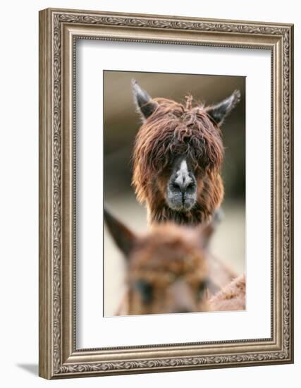 Alpaca, Llama Guanacoe F. Glama, Portrait, Series, Wildlife-Ronald Wittek-Framed Photographic Print