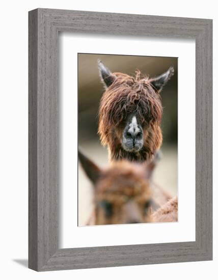 Alpaca, Llama Guanacoe F. Glama, Portrait, Series, Wildlife-Ronald Wittek-Framed Photographic Print