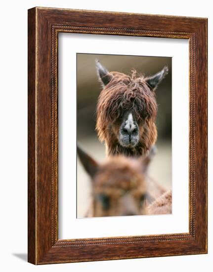 Alpaca, Llama Guanacoe F. Glama, Portrait, Series, Wildlife-Ronald Wittek-Framed Photographic Print
