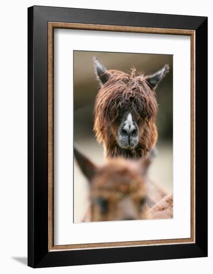 Alpaca, Llama Guanacoe F. Glama, Portrait, Series, Wildlife-Ronald Wittek-Framed Photographic Print