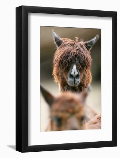 Alpaca, Llama Guanacoe F. Glama, Portrait, Series, Wildlife-Ronald Wittek-Framed Photographic Print