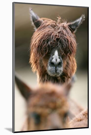 Alpaca, Llama Guanacoe F. Glama, Portrait, Series, Wildlife-Ronald Wittek-Mounted Photographic Print