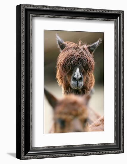 Alpaca, Llama Guanacoe F. Glama, Portrait, Series, Wildlife-Ronald Wittek-Framed Photographic Print