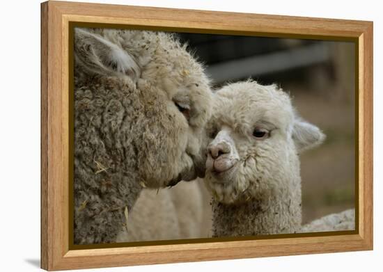 Alpaca Mother and Daughter-ozflash-Framed Premier Image Canvas