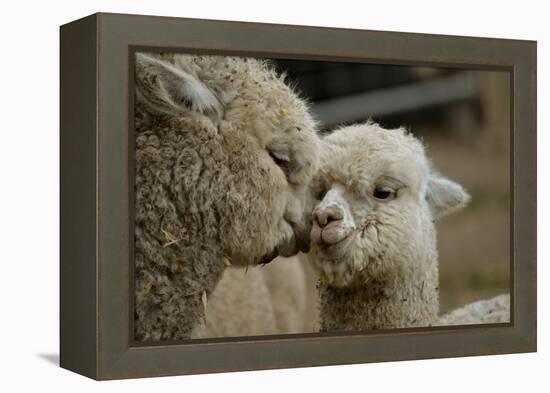 Alpaca Mother and Daughter-ozflash-Framed Premier Image Canvas