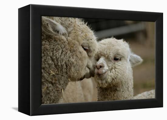 Alpaca Mother and Daughter-ozflash-Framed Premier Image Canvas