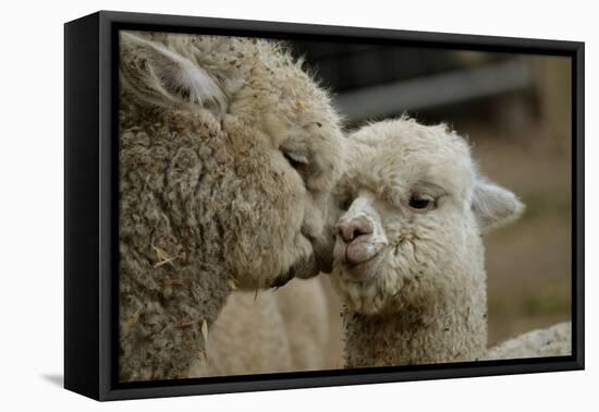 Alpaca Mother and Daughter-ozflash-Framed Premier Image Canvas