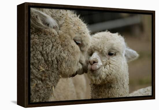 Alpaca Mother and Daughter-ozflash-Framed Premier Image Canvas