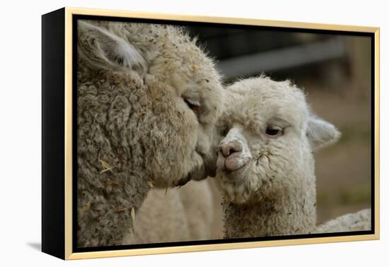 Alpaca Mother and Daughter-ozflash-Framed Premier Image Canvas
