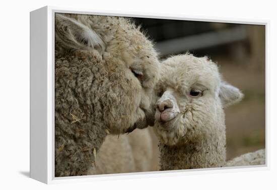 Alpaca Mother and Daughter-ozflash-Framed Premier Image Canvas