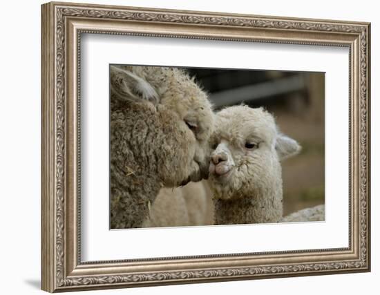 Alpaca Mother and Daughter-ozflash-Framed Photographic Print