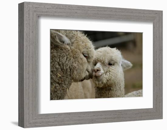 Alpaca Mother and Daughter-ozflash-Framed Photographic Print