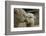 Alpaca Mother and Daughter-ozflash-Framed Photographic Print