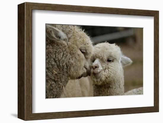 Alpaca Mother and Daughter-ozflash-Framed Photographic Print