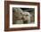 Alpaca Mother and Daughter-ozflash-Framed Photographic Print