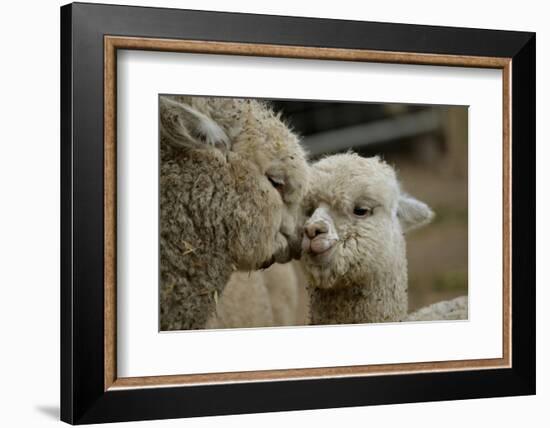 Alpaca Mother and Daughter-ozflash-Framed Photographic Print