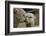 Alpaca Mother and Daughter-ozflash-Framed Photographic Print