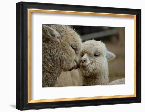 Alpaca Mother and Daughter-ozflash-Framed Photographic Print