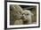 Alpaca Mother and Daughter-ozflash-Framed Photographic Print