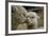 Alpaca Mother and Daughter-ozflash-Framed Photographic Print