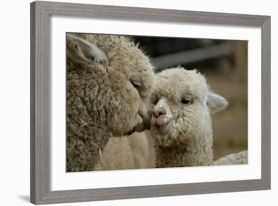 Alpaca Mother and Daughter-ozflash-Framed Photographic Print