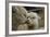 Alpaca Mother and Daughter-ozflash-Framed Photographic Print