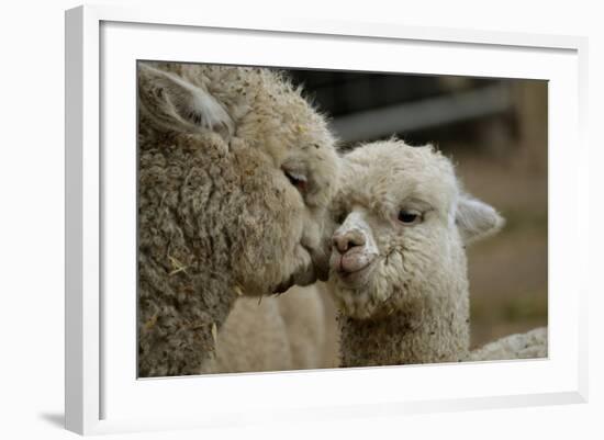 Alpaca Mother and Daughter-ozflash-Framed Photographic Print