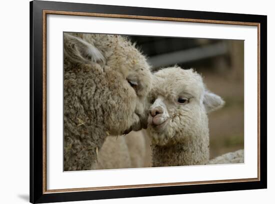 Alpaca Mother and Daughter-ozflash-Framed Photographic Print