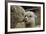 Alpaca Mother and Daughter-ozflash-Framed Photographic Print