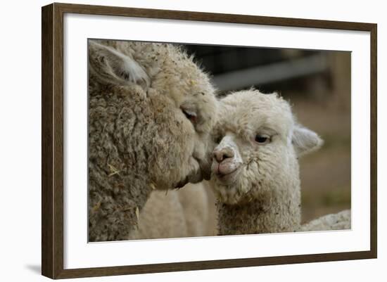 Alpaca Mother and Daughter-ozflash-Framed Photographic Print