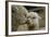 Alpaca Mother and Daughter-ozflash-Framed Photographic Print