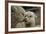 Alpaca Mother and Daughter-ozflash-Framed Photographic Print