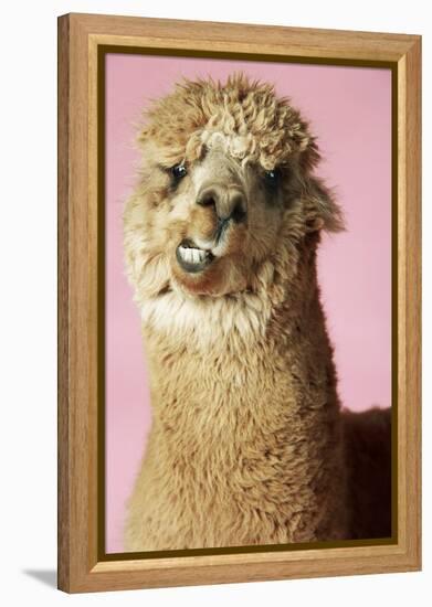 Alpaca on Pink Background, Close-Up of Head-null-Framed Stretched Canvas