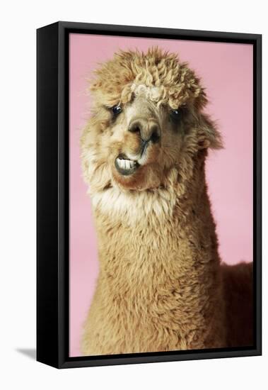 Alpaca on Pink Background, Close-Up of Head-null-Framed Stretched Canvas